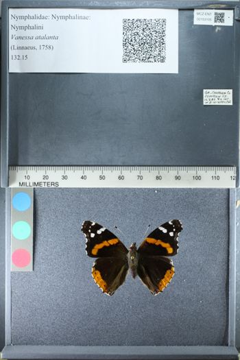 Media type: image;   Entomology 153105